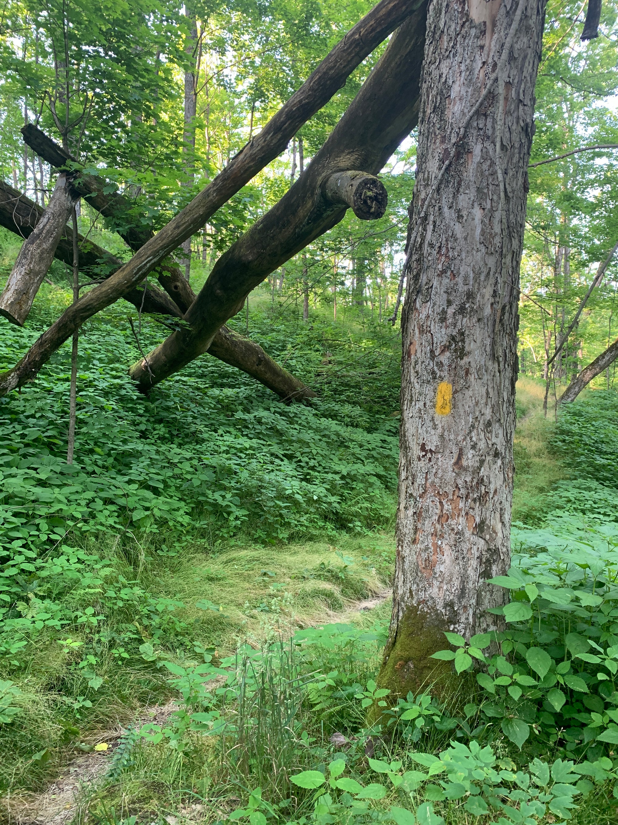 Laurel Highlands Summer 2025 Weekend Trail Run Retreat (August 22nd-24th, 2025)