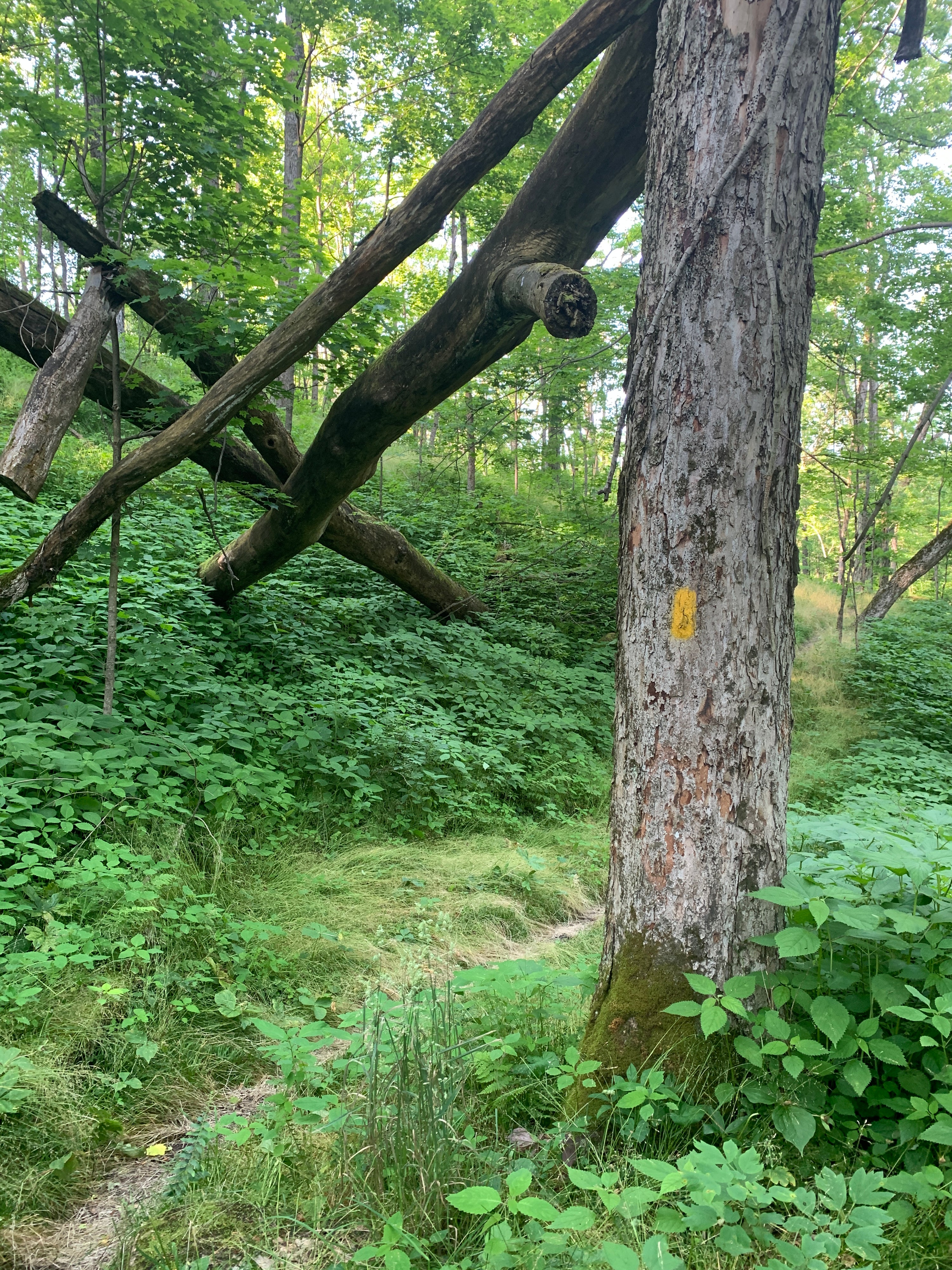 Laurel Highlands Summer 2025 Weekend Trail Run Retreat (August 22nd-24th, 2025)