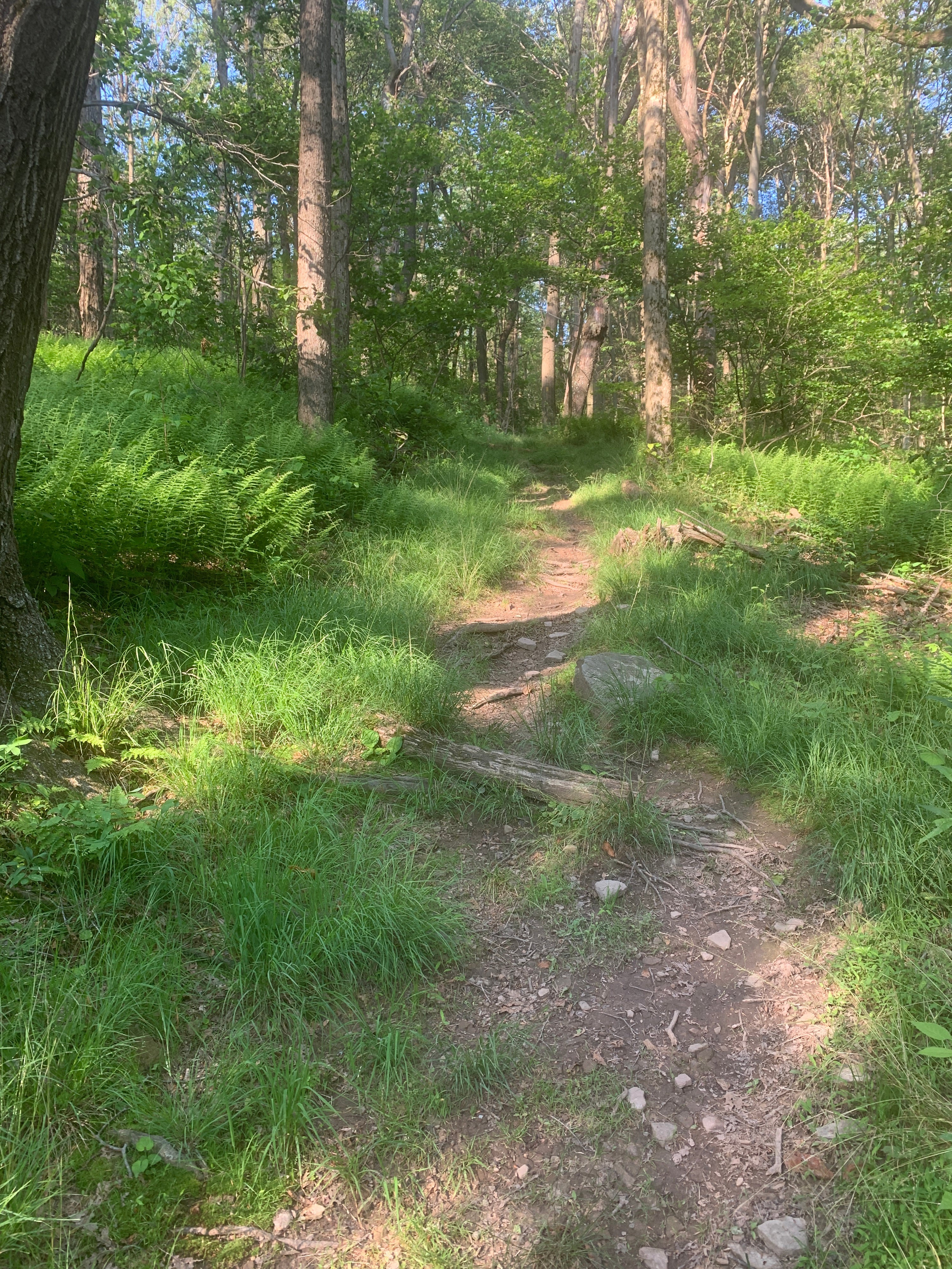 Laurel Highlands Summer 2025 Weekend Trail Run Retreat (August 22nd-24th, 2025)