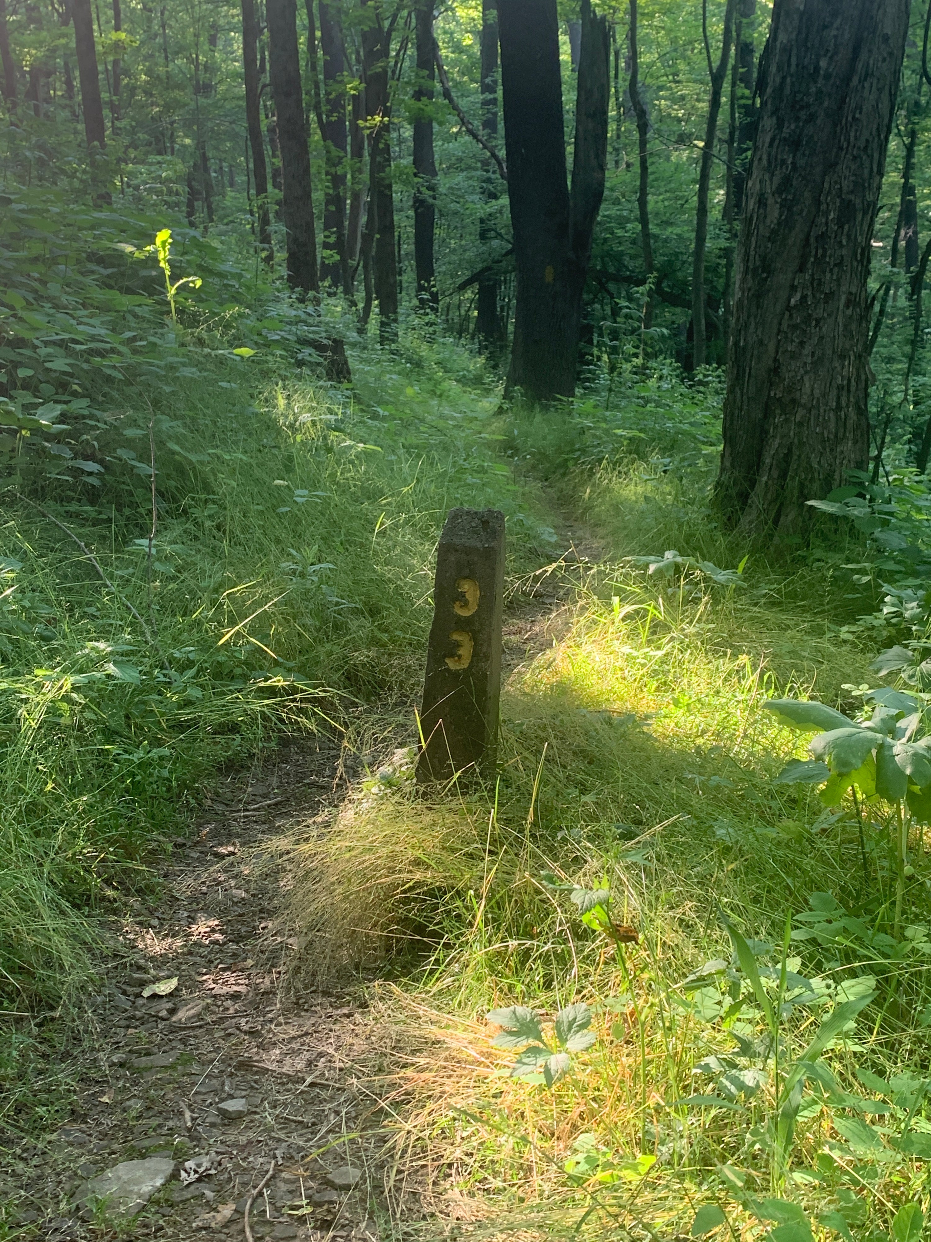 Laurel Highlands Summer 2025 Weekend Trail Run Retreat (August 22nd-24th, 2025)