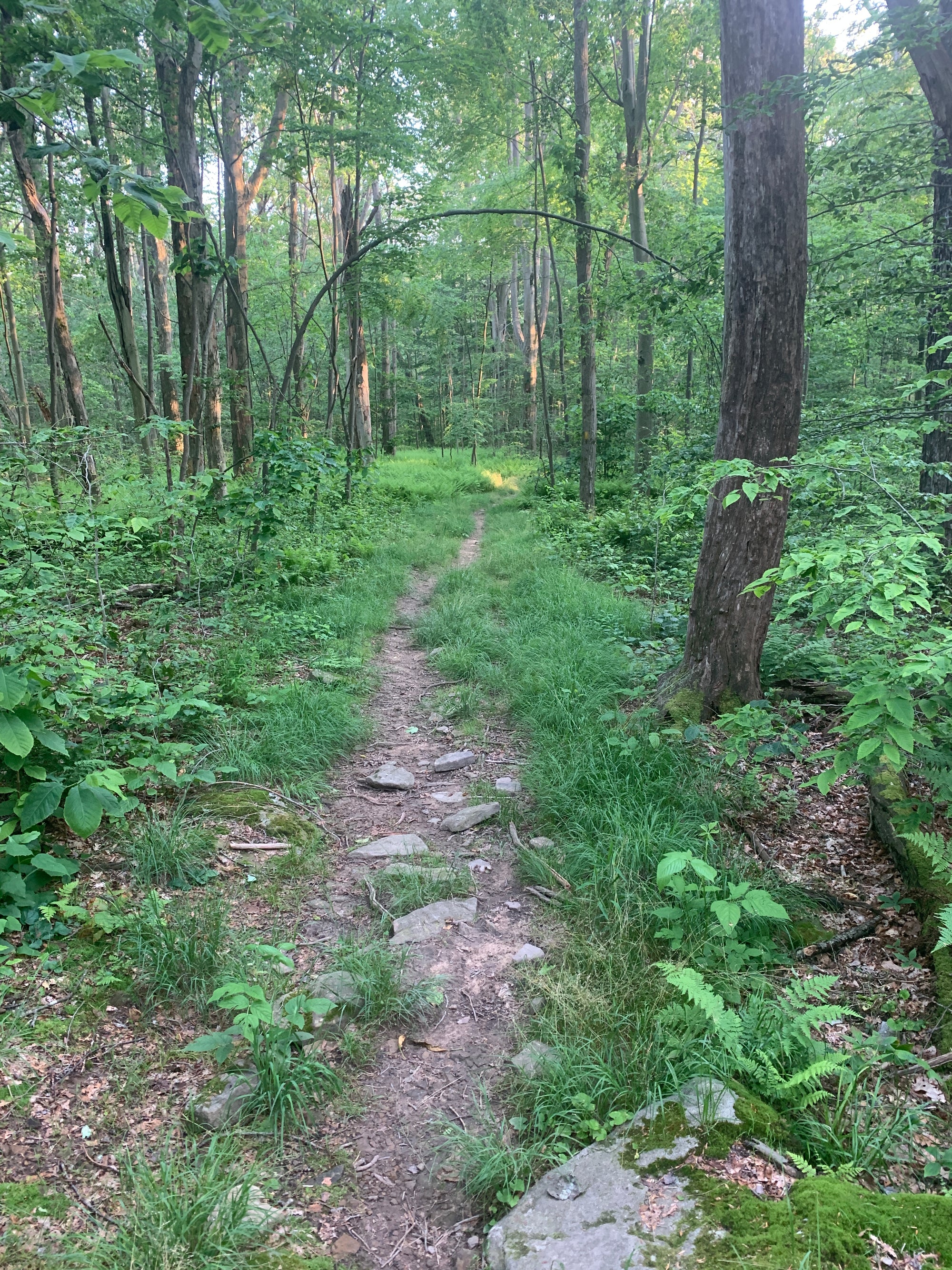 Laurel Highlands Summer 2025 Weekend Trail Run Retreat (August 22nd-24th, 2025)