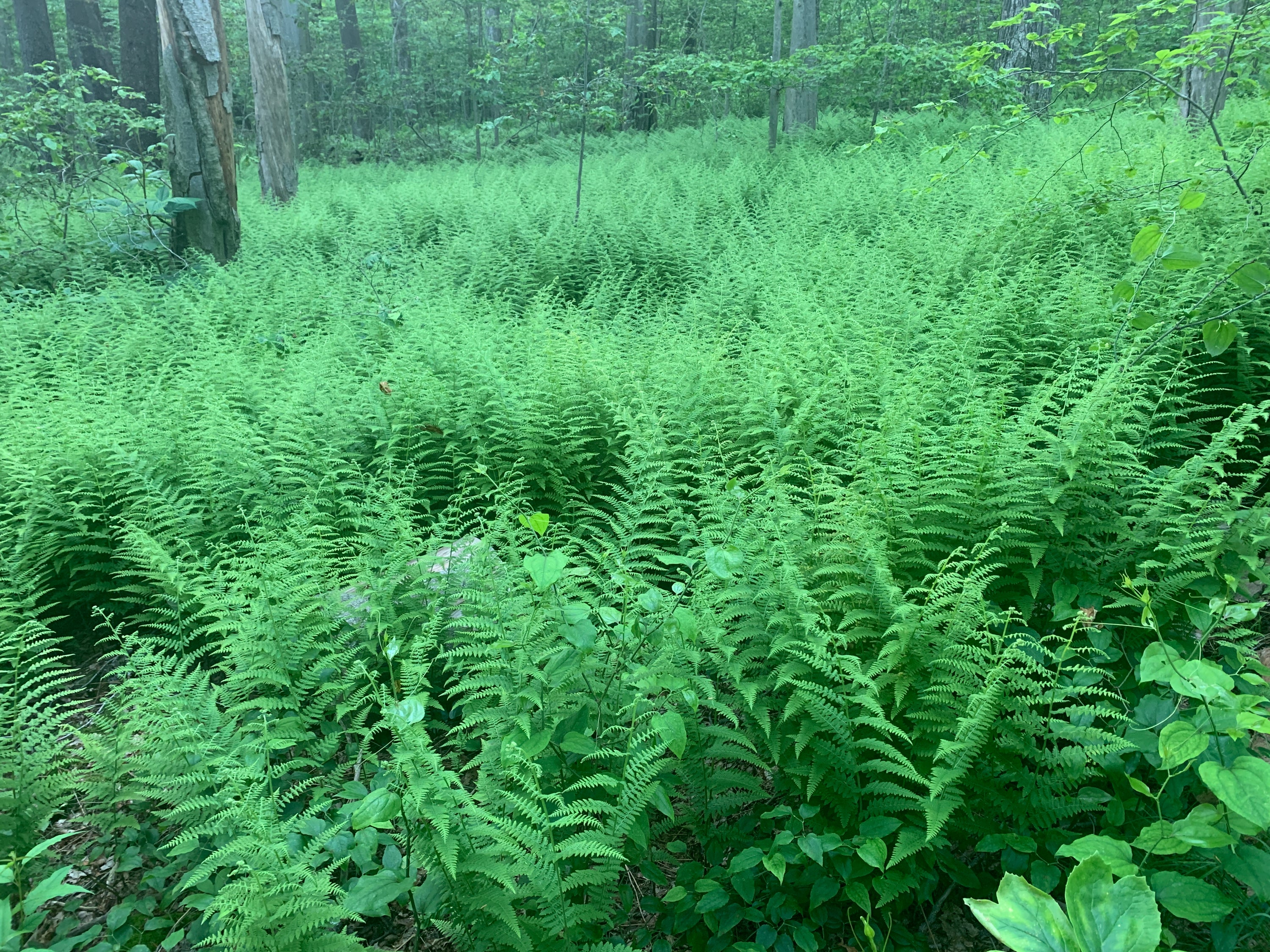 Laurel Highlands Summer 2025 Weekend Trail Run Retreat (August 22nd-24th, 2025)