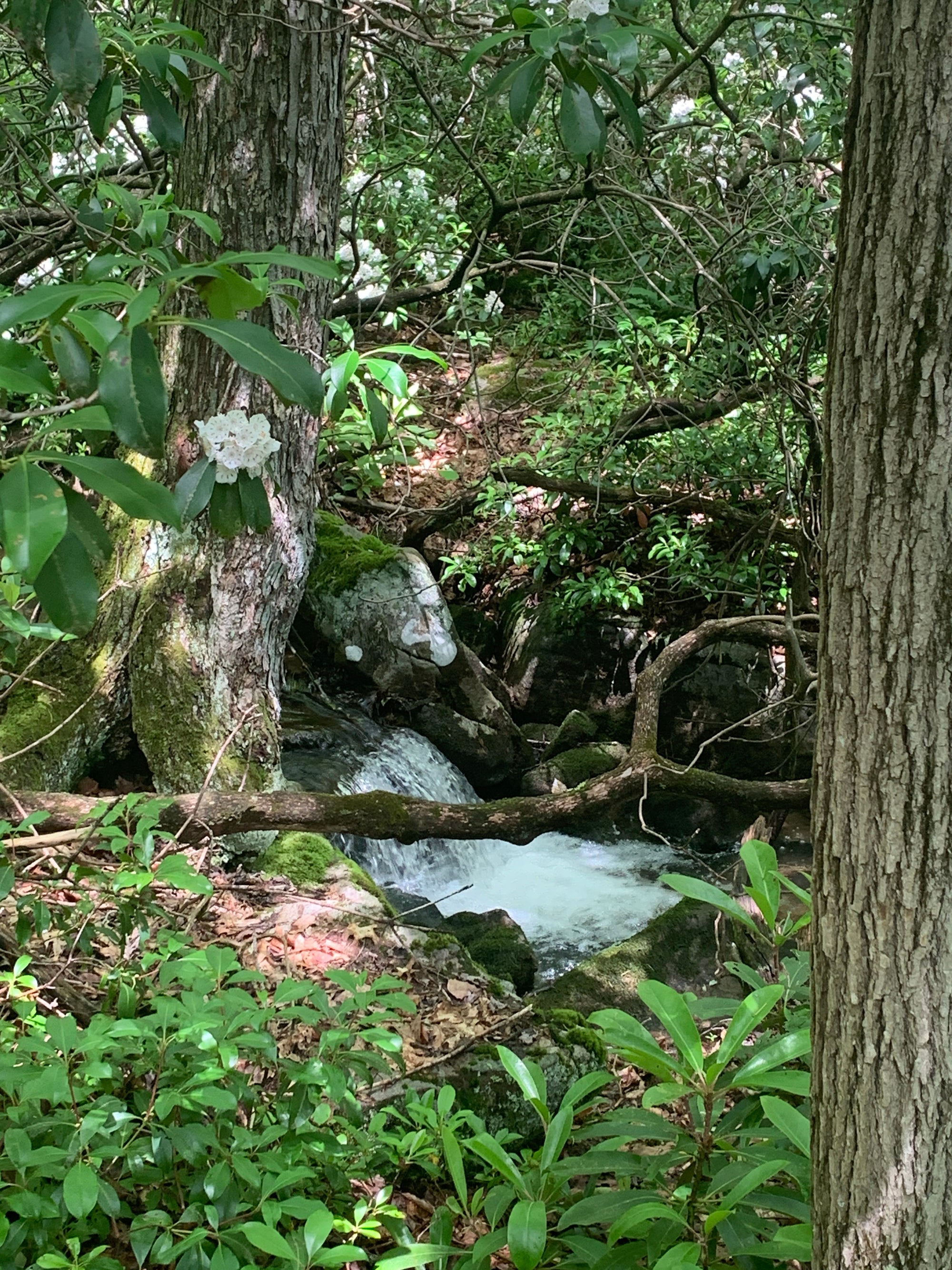 Laurel Highlands Summer 2025 Weekend Trail Run Retreat (August 22nd-24th, 2025)